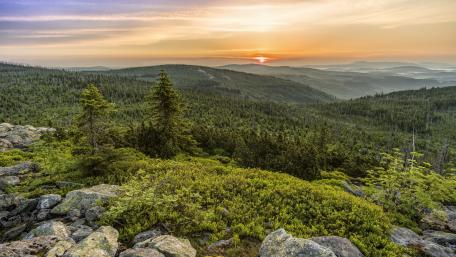 Sunset over the pine forest wallpaper