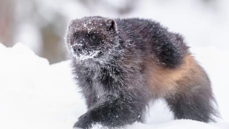 Wolverine in the snow wallpaper