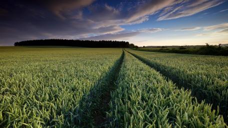 Serene Fields under a Dramatic Sky wallpaper