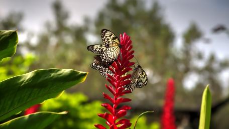 Butterflies on a flower wallpaper