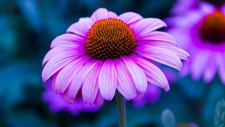 Vibrant Close-Up of a Purple Flowering Plant wallpaper