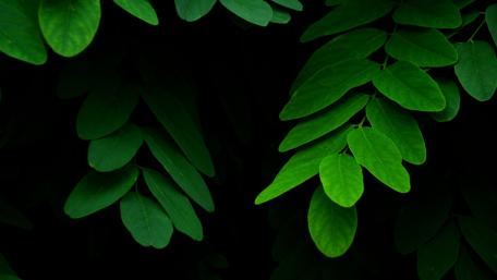 Lush Green Leaves Embracing Nature's Calmness wallpaper