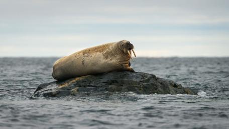 Seal on a rock wallpaper
