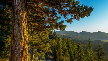 Majestic Pines in a Serene Wilderness Scene wallpaper