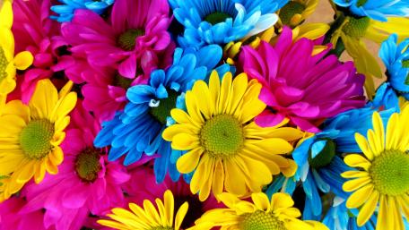 Vibrant Multicolor Flower Bloom Wallpaper wallpaper