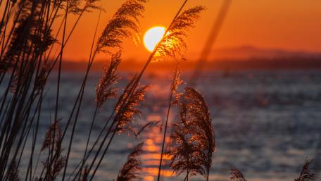 Sunset in reeds wallpaper