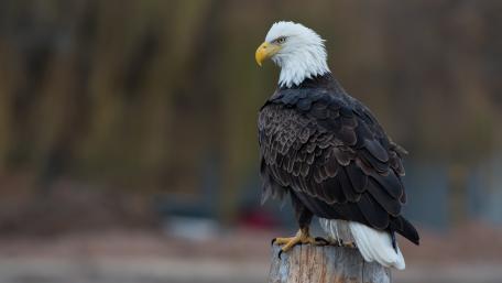 Bald Eagle in Majestic Profile wallpaper