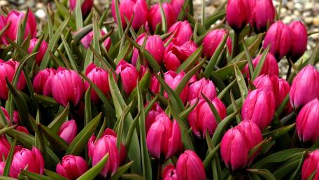 Vibrant Pink Tulips in Full Bloom wallpaper