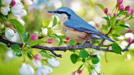 Bird on a spring twig wallpaper
