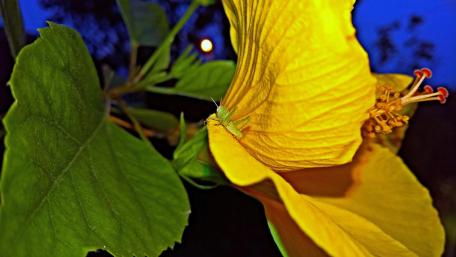 Vibrant Yellow Flower with Tiny Insect Detail wallpaper