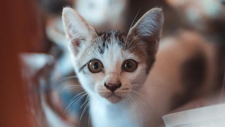 Curious Kitten's Adorable Stare wallpaper