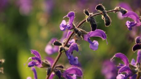 Purple flower wallpaper