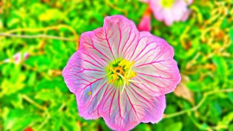 Delicate Pink Flower Close Up Beauty wallpaper