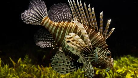 Lionfish wallpaper