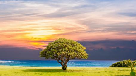 Lone tree on the beach wallpaper