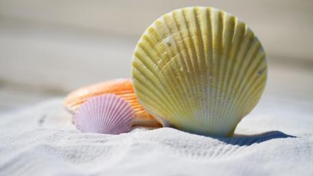Seashells in the white sand wallpaper