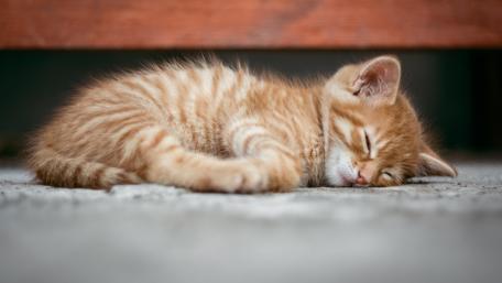 Adorable kitten wallpaper