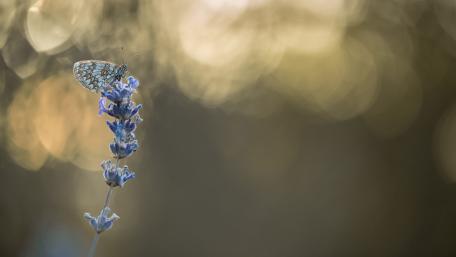 Butterfly on a flower wallpaper
