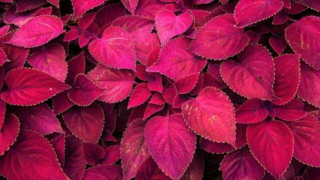 Red leaves wallpaper