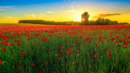 Field of poppies at sundown wallpaper