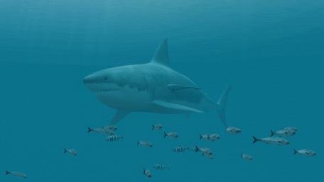 Great white shark wallpaper