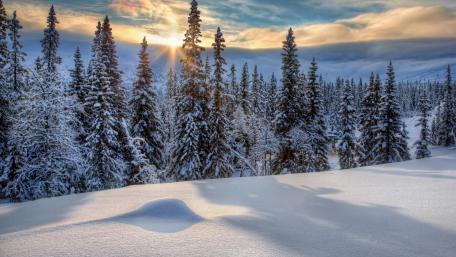 Snowy evergreen forest wallpaper