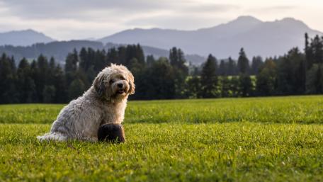 Cute dog with his toy in the grass wallpaper