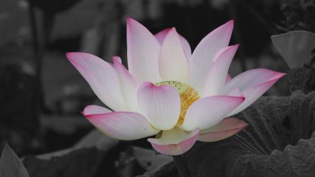 Wonderful lotus flower wallpaper