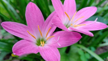 Pink flowers wallpaper