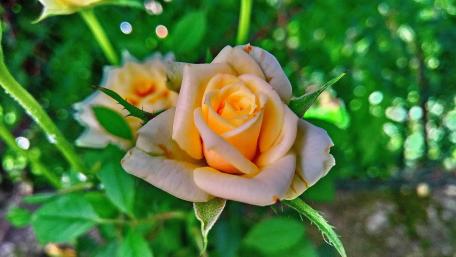 Yellow rose wallpaper