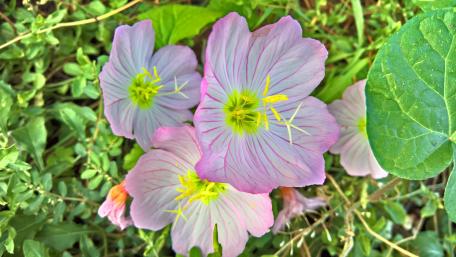 Delicate Pink Flowers Blossoming in Nature wallpaper