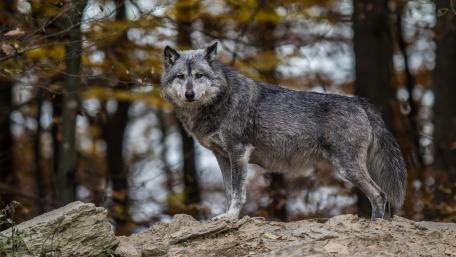 Majestic Wolf in Autumn Forest Scene wallpaper