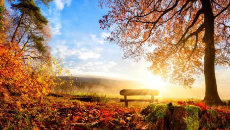 Bench in the nature wallpaper
