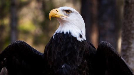 Bald Eagle wallpaper