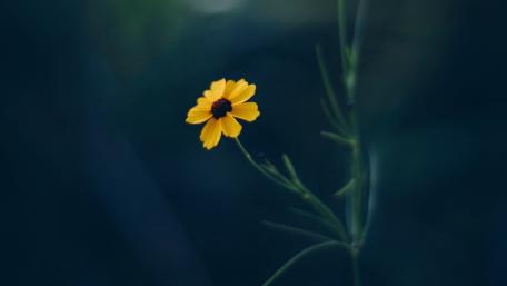 Elegant Yellow Flower on Blurred Background in 4K Quality wallpaper