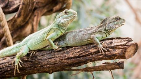 Iguanas wallpaper