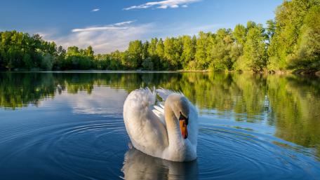 Swan wallpaper