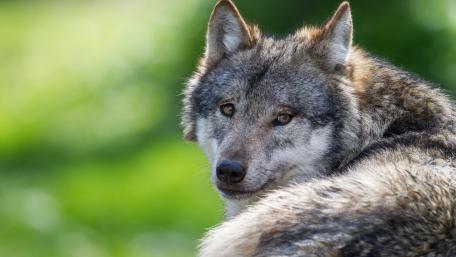 Wolf wallpaper