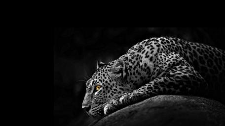 Jaguar wallpaper