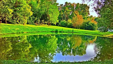 Pond in the green wallpaper