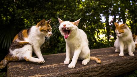 Yawning cat wallpaper