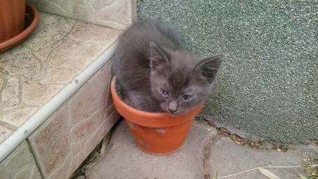 Cozy Kitten in a Flower Pot wallpaper