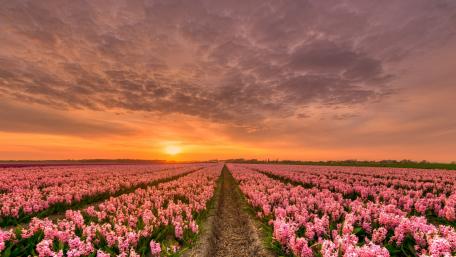 Hyacinth field at sunset wallpaper