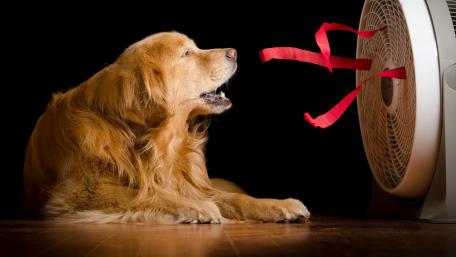 Dog cooling in front of the fan wallpaper