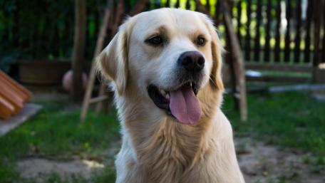 Golden Retriever in a Sunny Garden Scene wallpaper