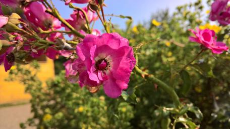 Vibrant Pink Flowers in Bloom wallpaper
