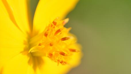 The Macroed Yellow wallpaper