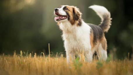 Joyful Tricolor Dog in Golden Field wallpaper