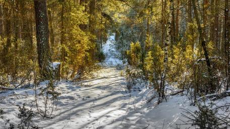 Snowy autumn forest path wallpaper
