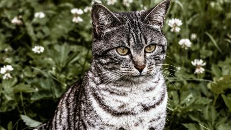Cat in the garden wallpaper